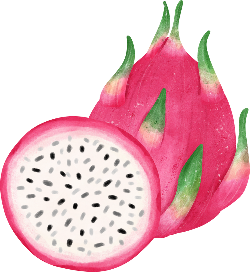 cute tropical pitaya dragon fruit watercolour hand painting
